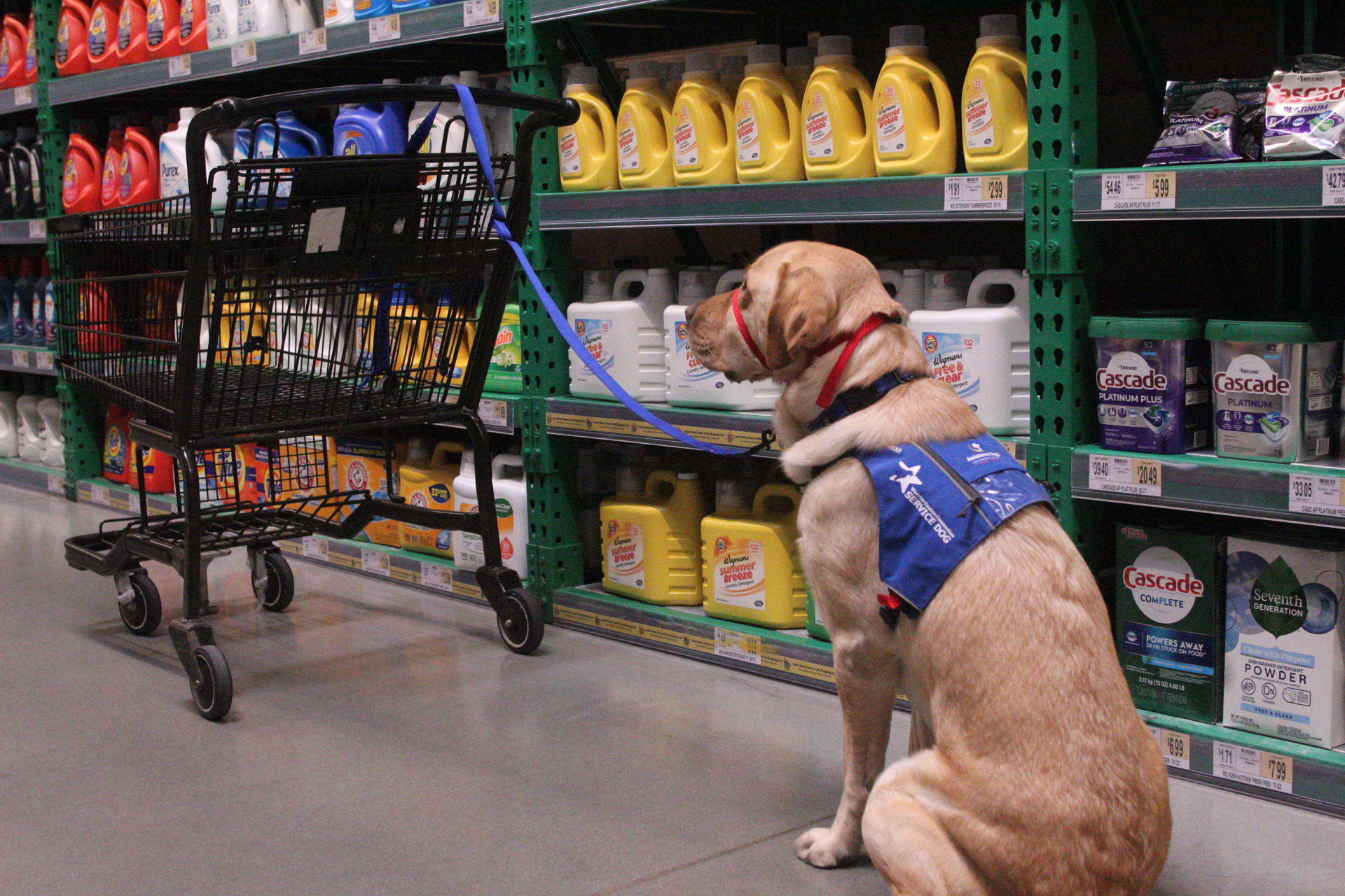 Veterans Service Dog Program Stymied by Disputes on Rules, Money - Vimarsana News